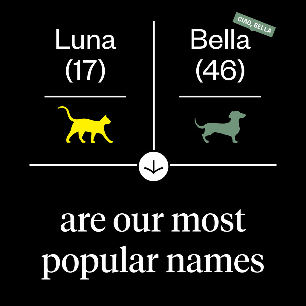Our most popular cat name was Luna and most popular dog name was Bella