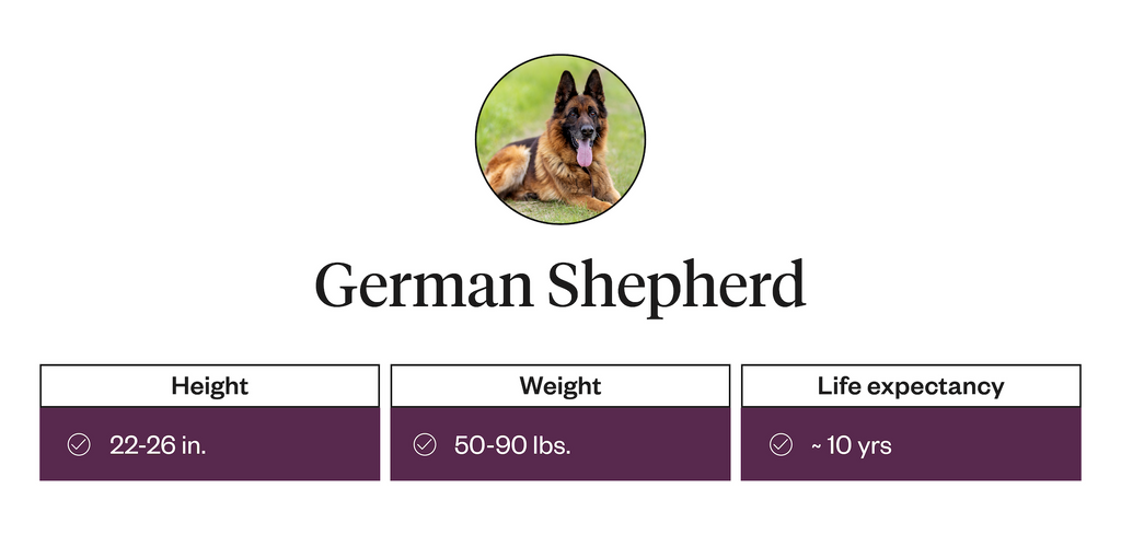 German Shepherd height, weight, life expectancy information