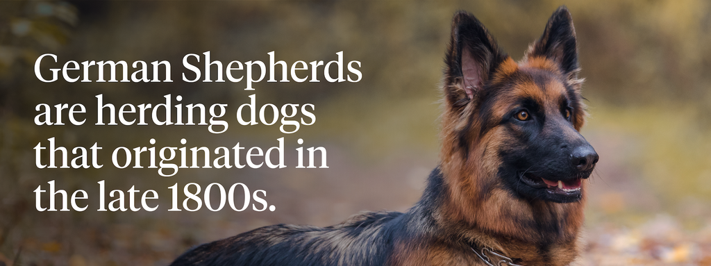 German Shepherds are herding dogs that originated in the late 1800s