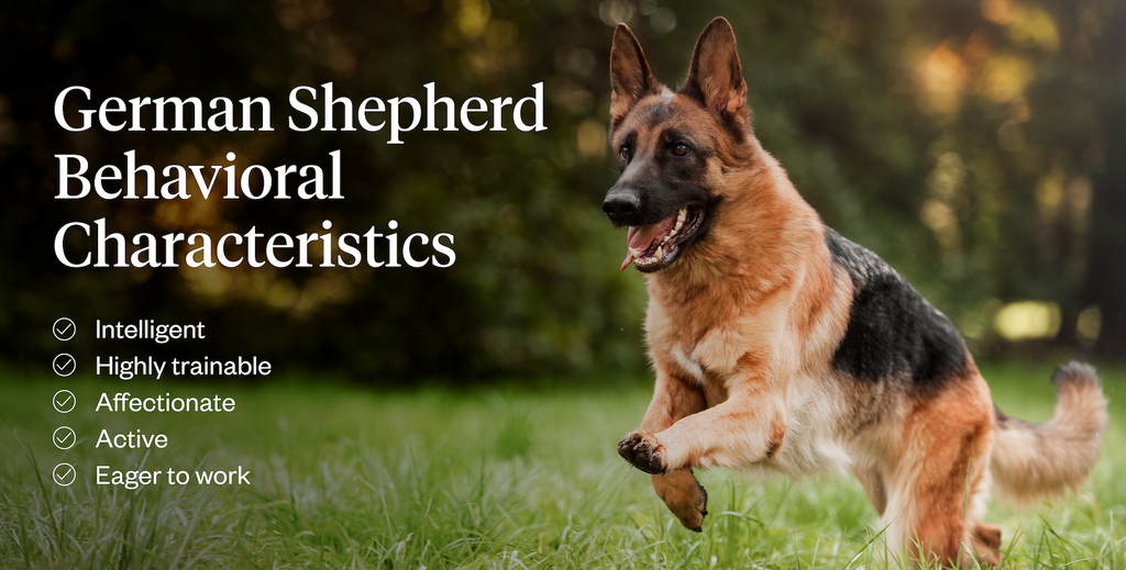 German Shepherd behavioral characteristics&nbsp;