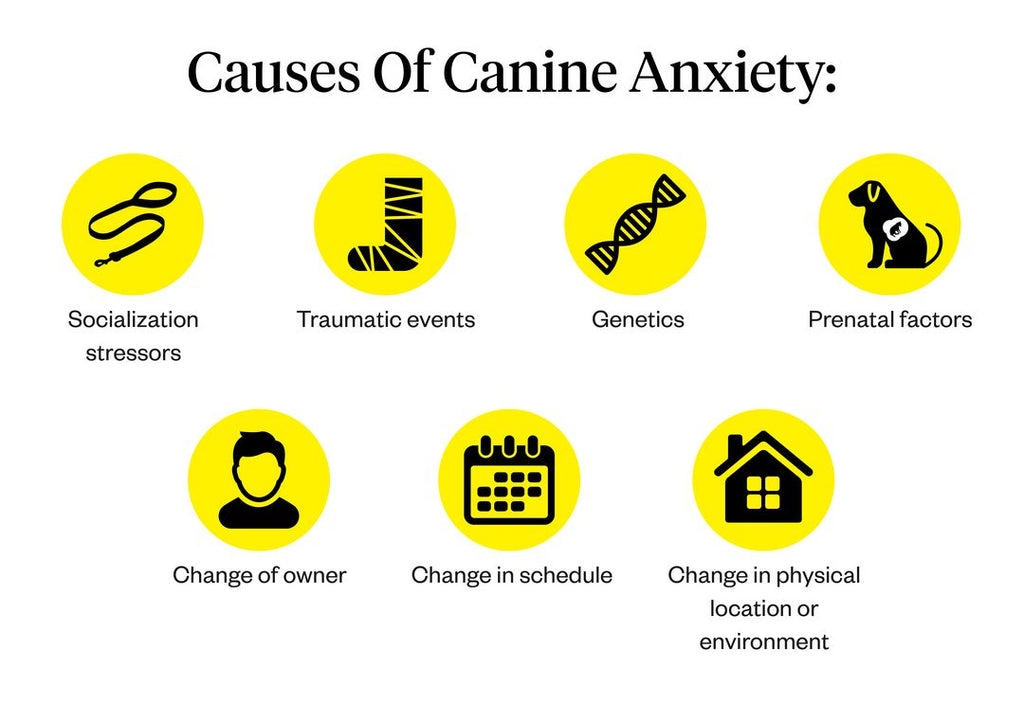 Causes of canine anxiety