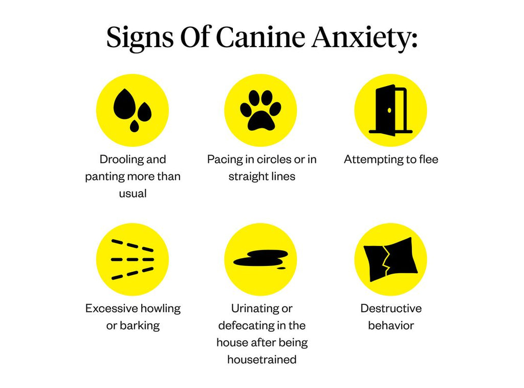 Signs of canine anxiety