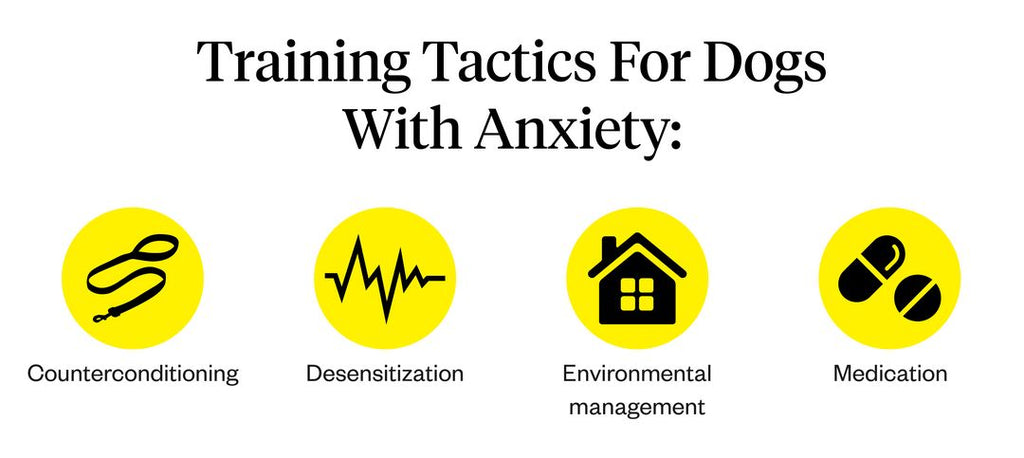 Training tactics for dogs with anxiety