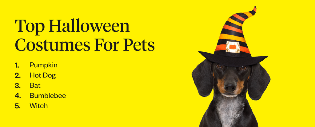 Top Halloween costumes for pets