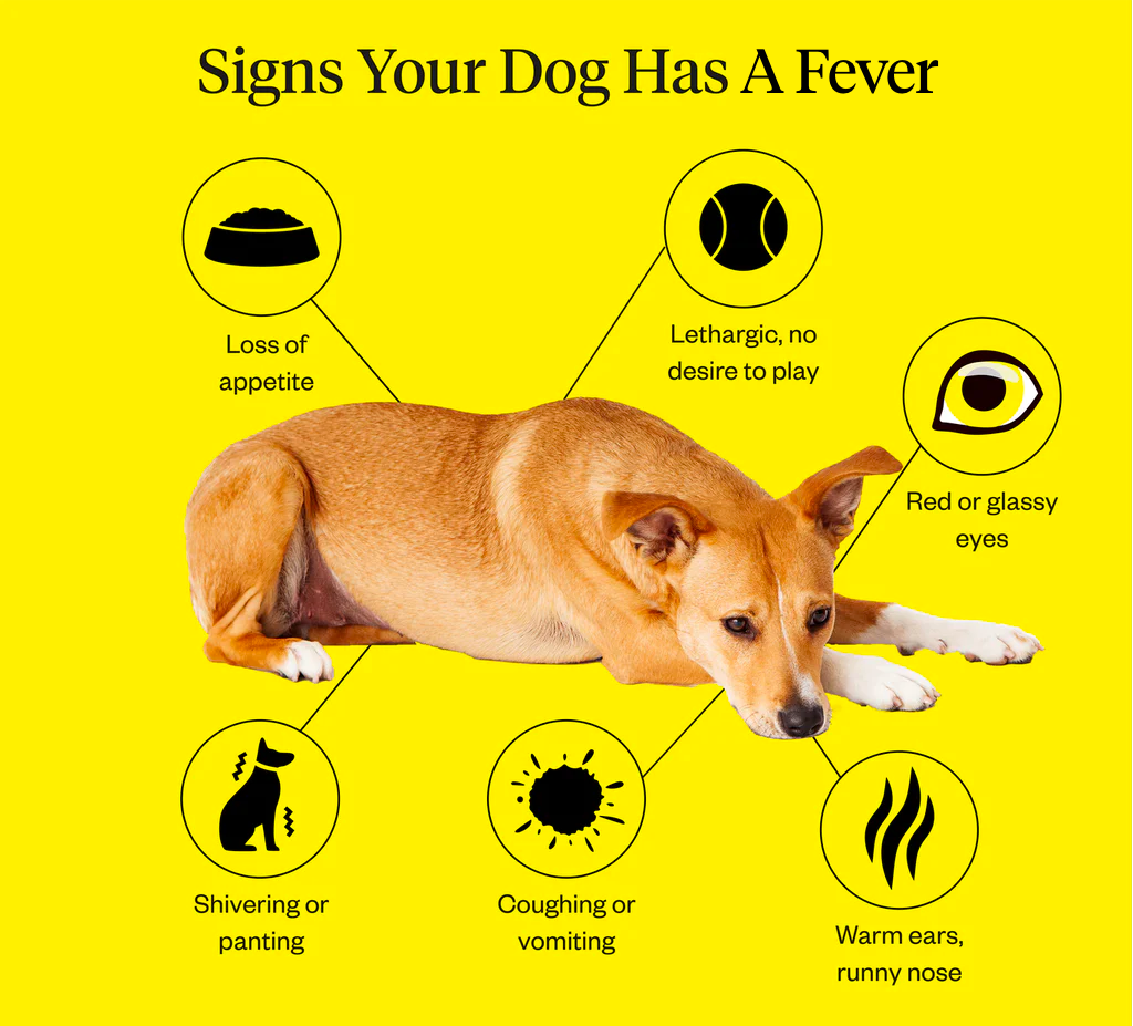 what can i give my dog for a fever