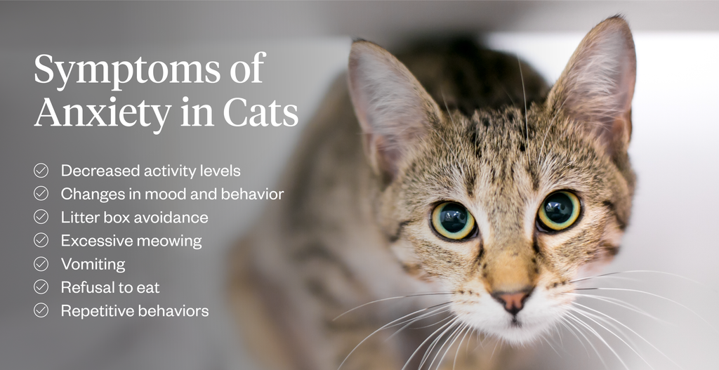 symptoms of anxiety in cats