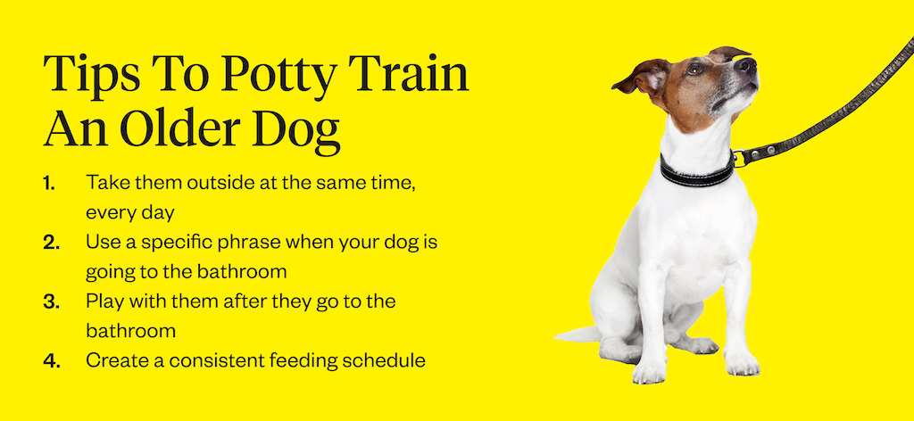 Dog or Dog — How to Potty Train your Puppy and Mistakes we make