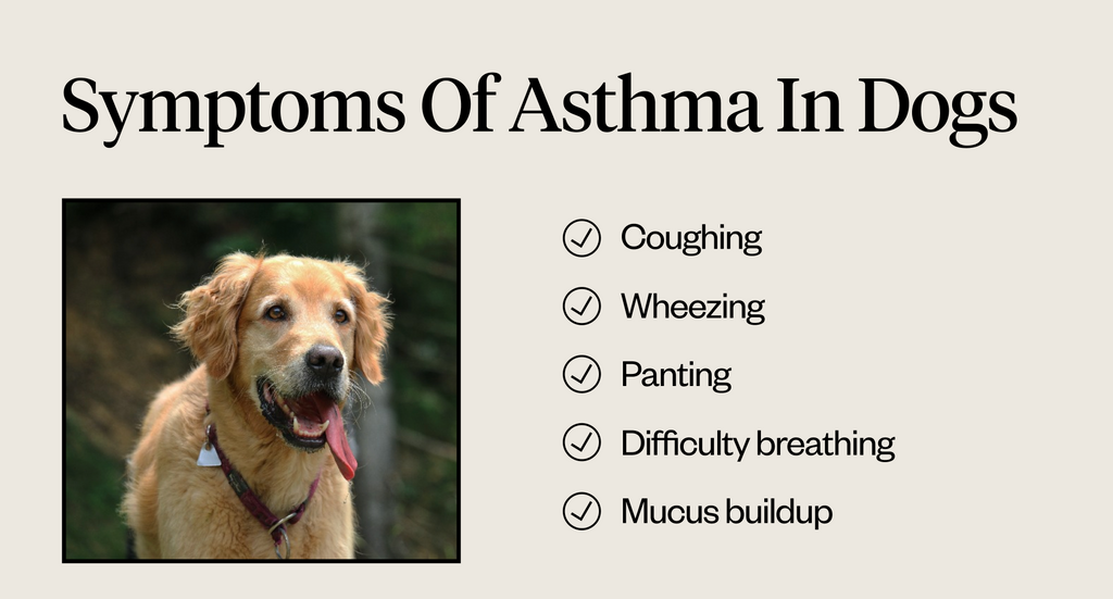 Symptoms of asthma in dogs