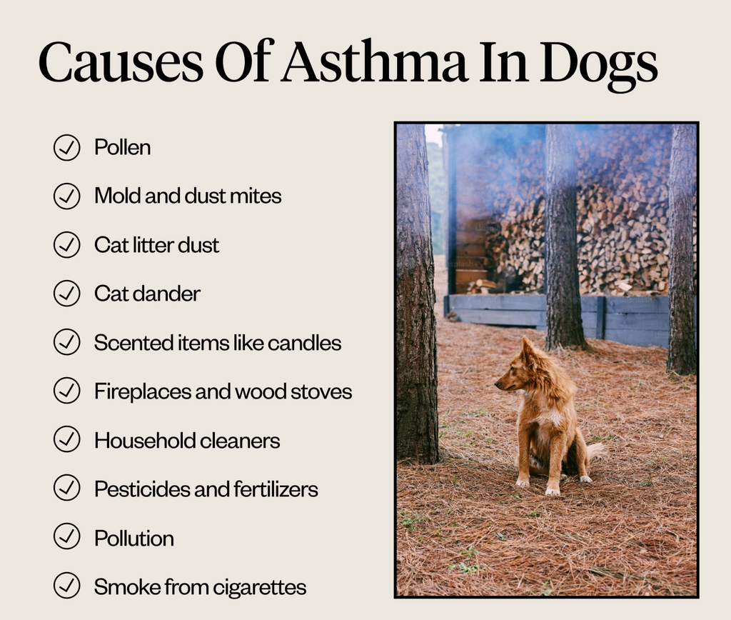 Causes of asthma in dogs