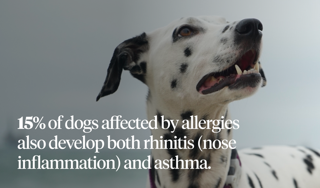 15% of dogs affected by allergies also develop both nose inflammation and asthma