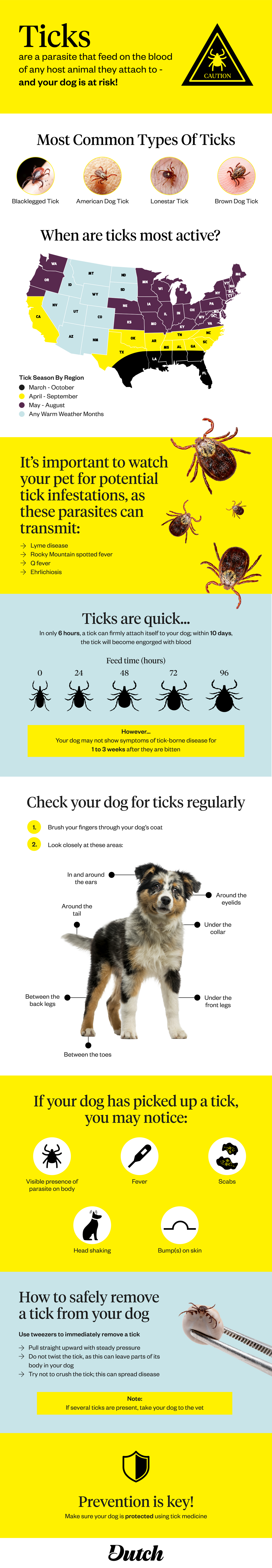 can ticks cause vomiting in dogs