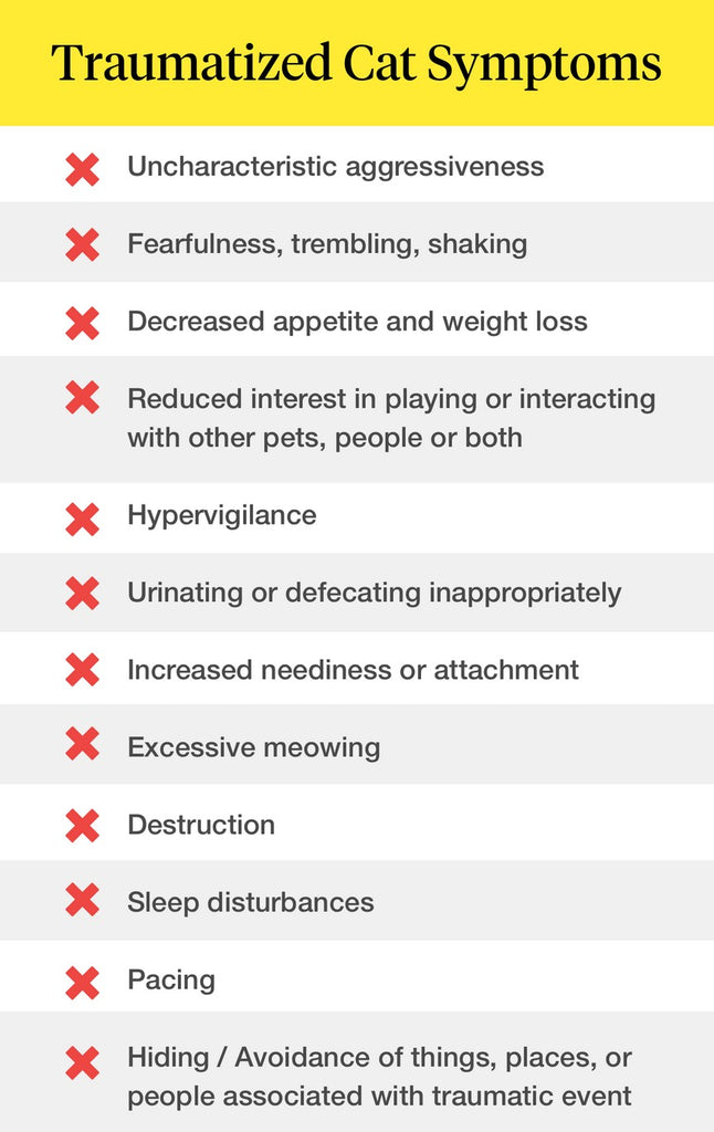 How do you know if your cat is traumatized?