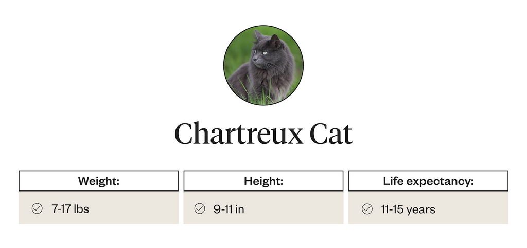 Chartreux cat weight, height, life expectancy info