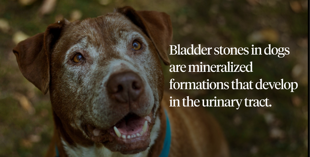 Bladder stones in dogs are mineralized formations that develop in the urinary tract