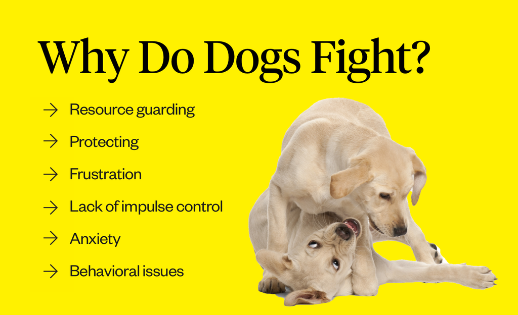 Why do dogs fight