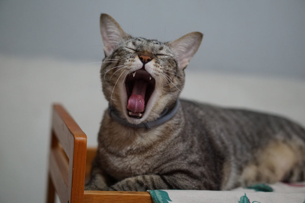 Cat yawning showing its teeth