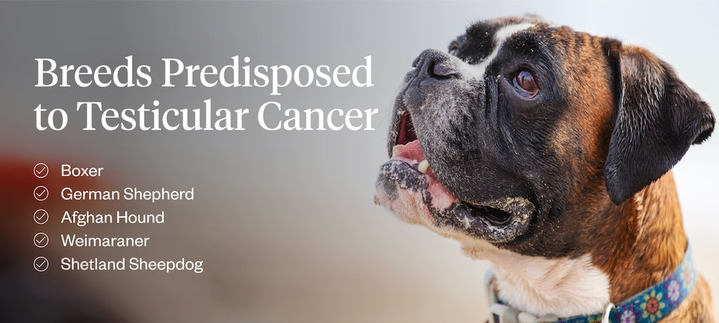 Breeds disposed to testicular cancer