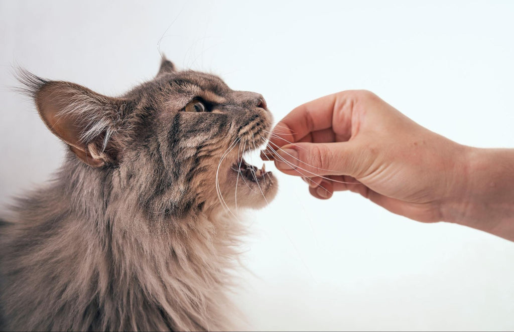 Cat being given medicine in a pill