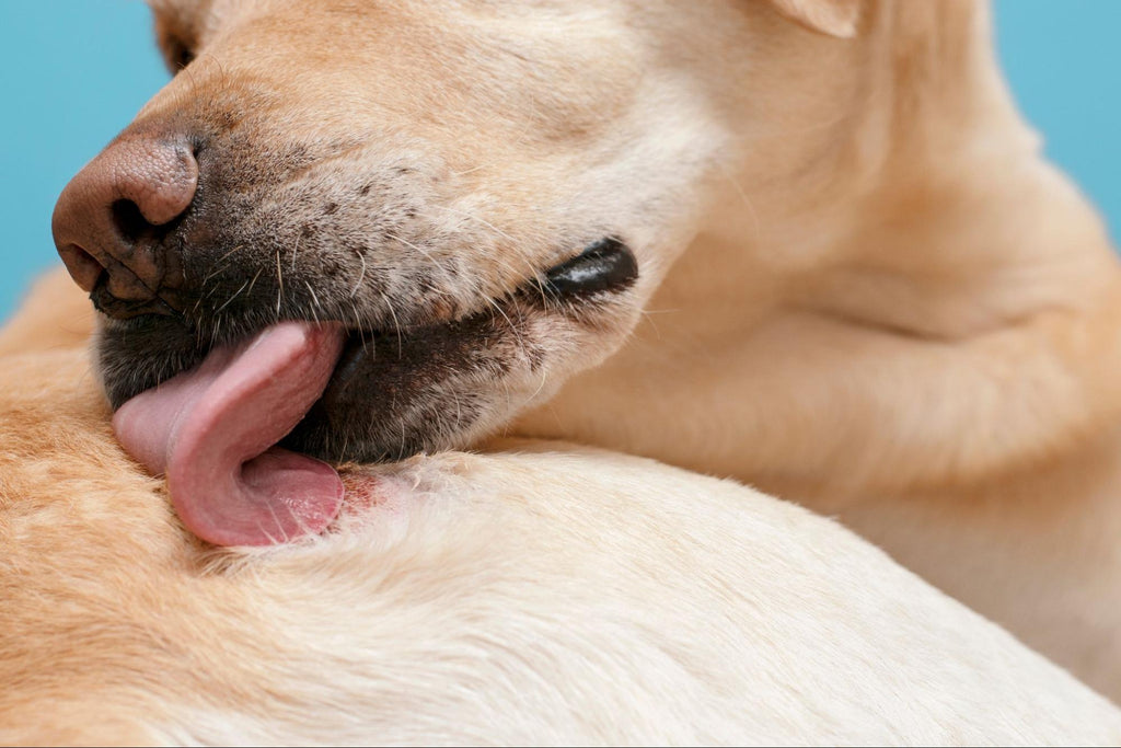 A dog licking their skin