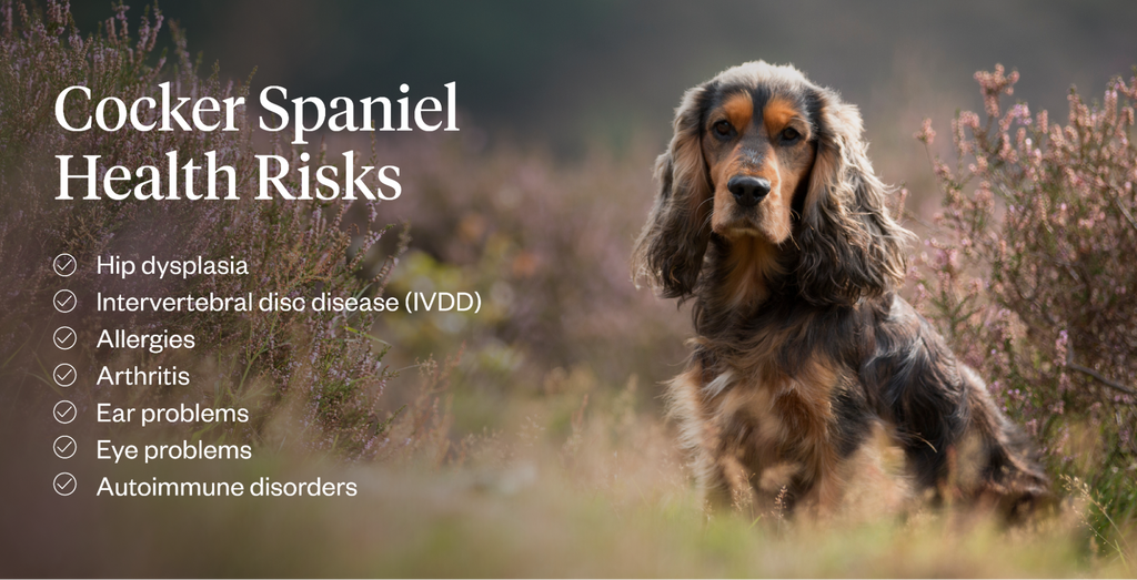 Cocker Spaniel health risks