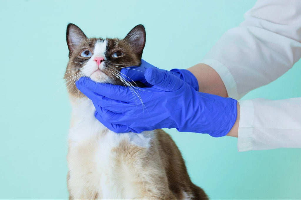 A cat being examined by a veterinarian