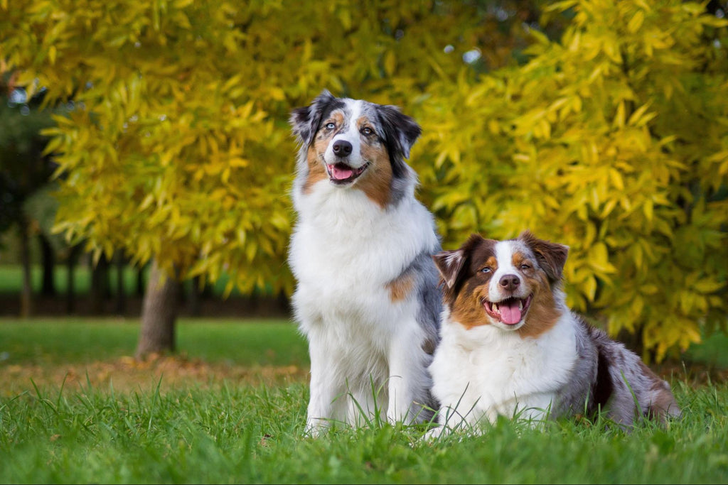 Two Australian shepherds “smiling” at the camera in front of a forest