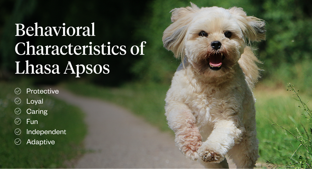 Behavioral Characteristics of Lhasa Apsos