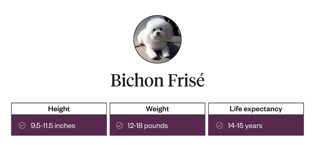 Height, weight, life expectancy info on Bichon Frise breed