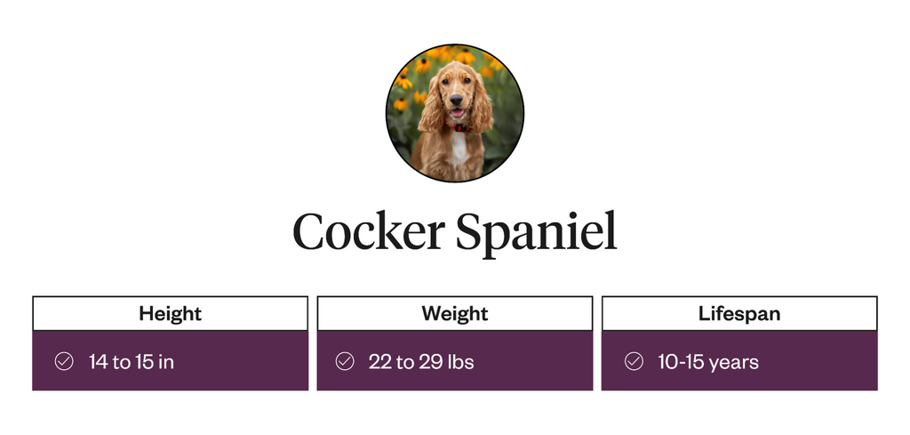 Height, weight, lifespan information for the Cocker Spaniel breed