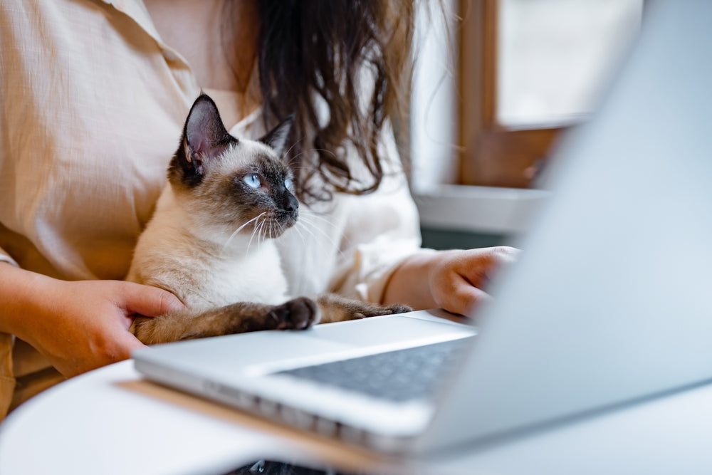 Siamese cat with blue eyes sitting in owner’s lap in front of laptop during an online vet appointment