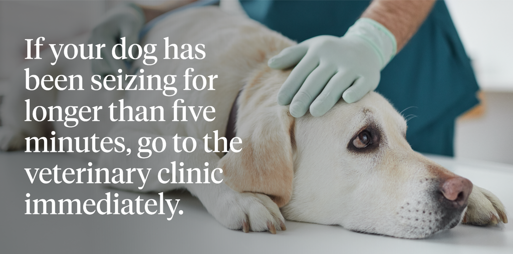 If your dog has been seizing for longer than five minutes, go to the veterinary clinic immediately