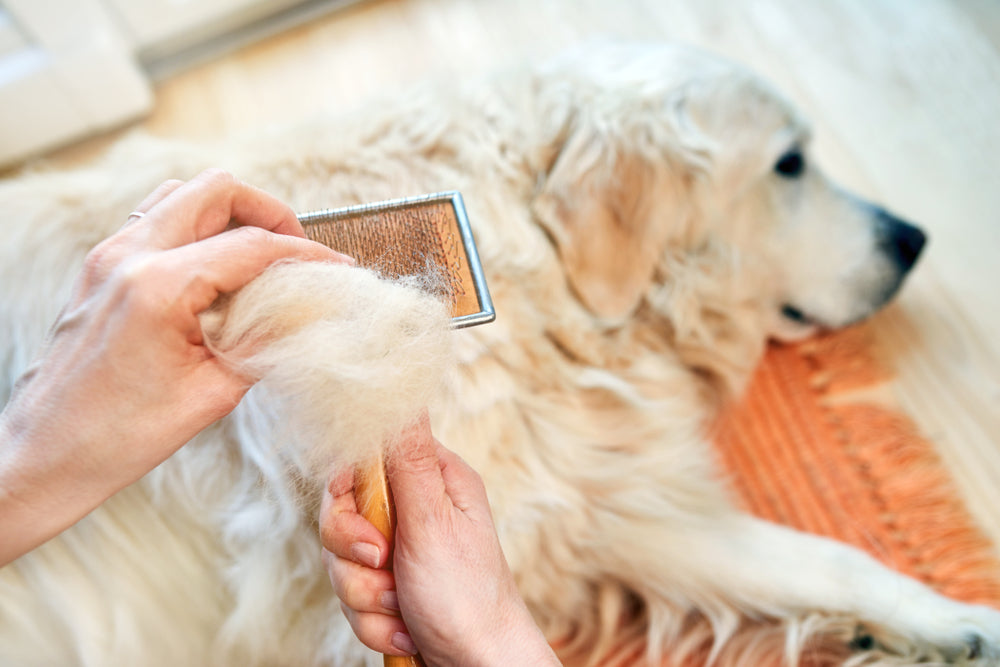 Golden retriever being brushed by owner