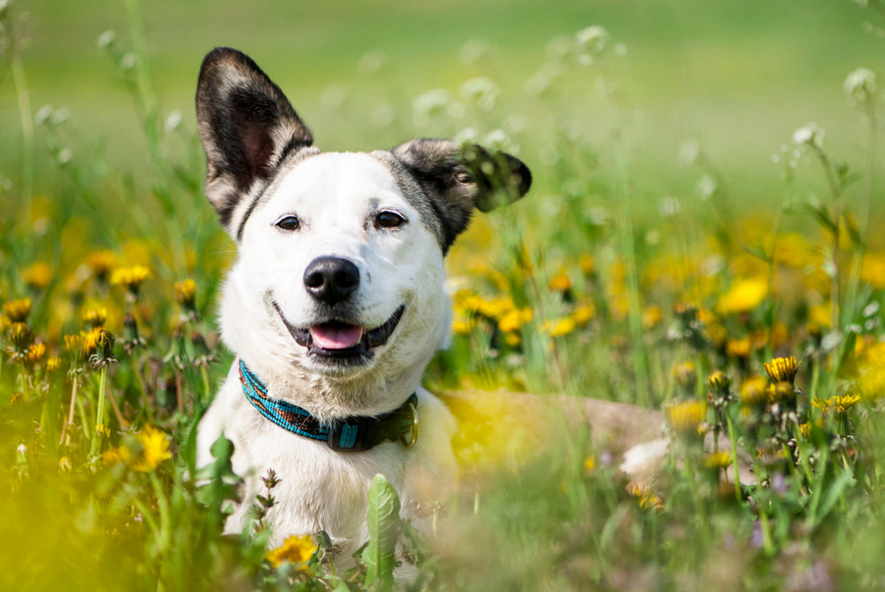 Dog smiling in a field
