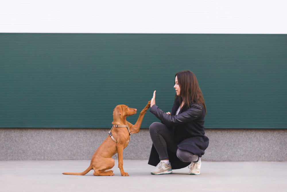 Owner training dog 