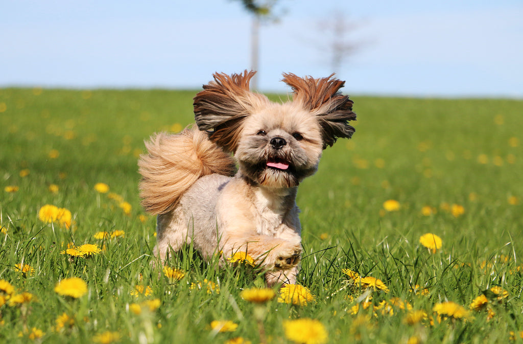 Lhasa apso frocklicking in a field