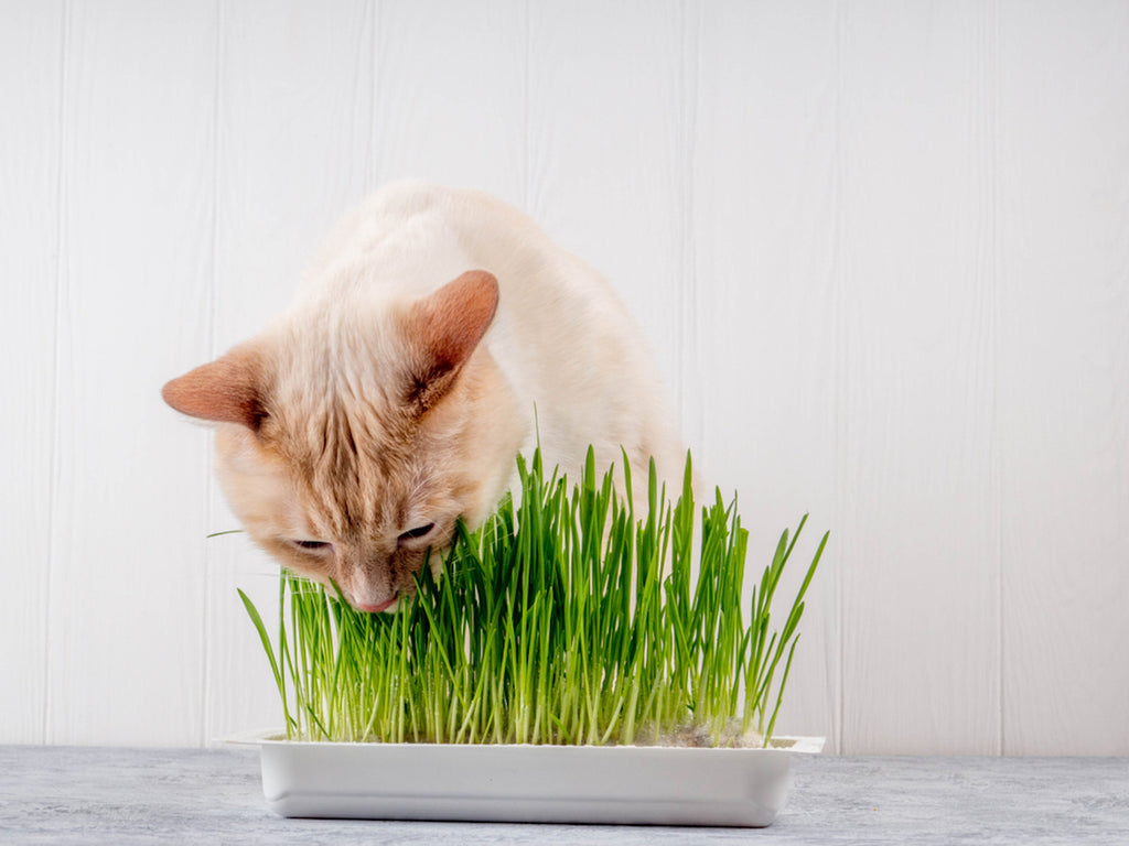 Cat eating grass from small box