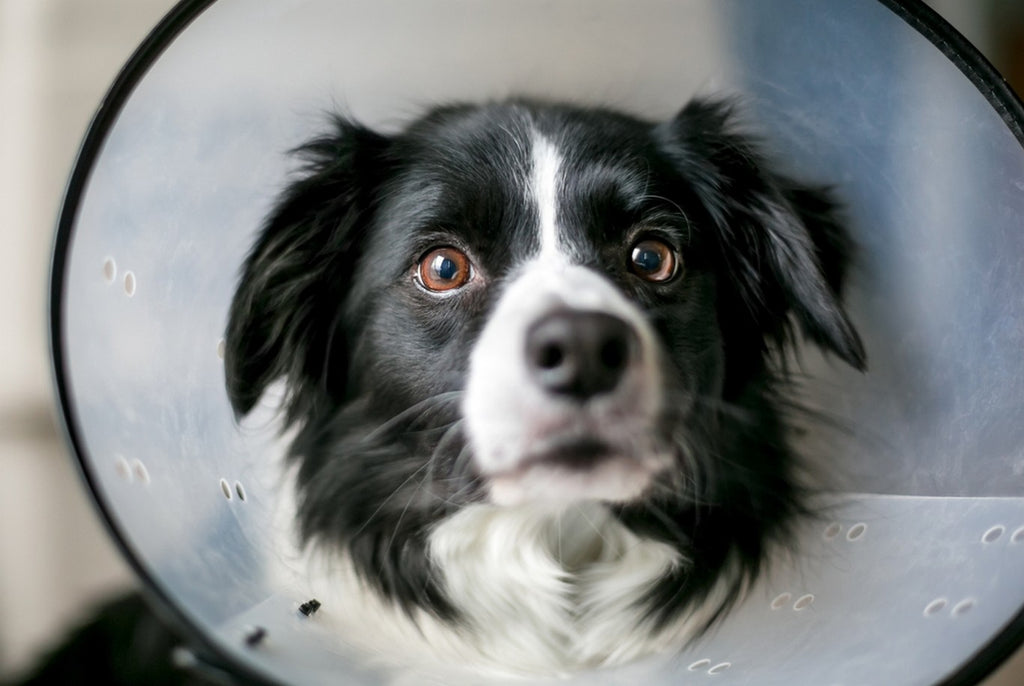 Dog looking directly into camera, wearing an Elizabethan collar