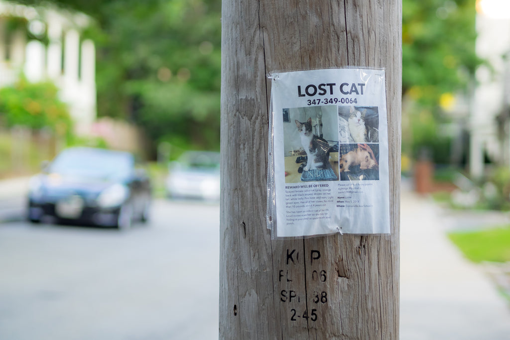 Picture of a lost cat sign