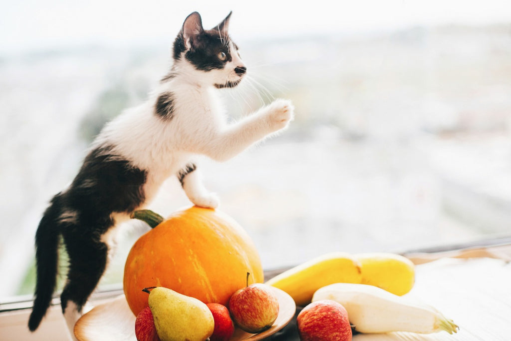 Black and white kitten standing on a fall harvest basket