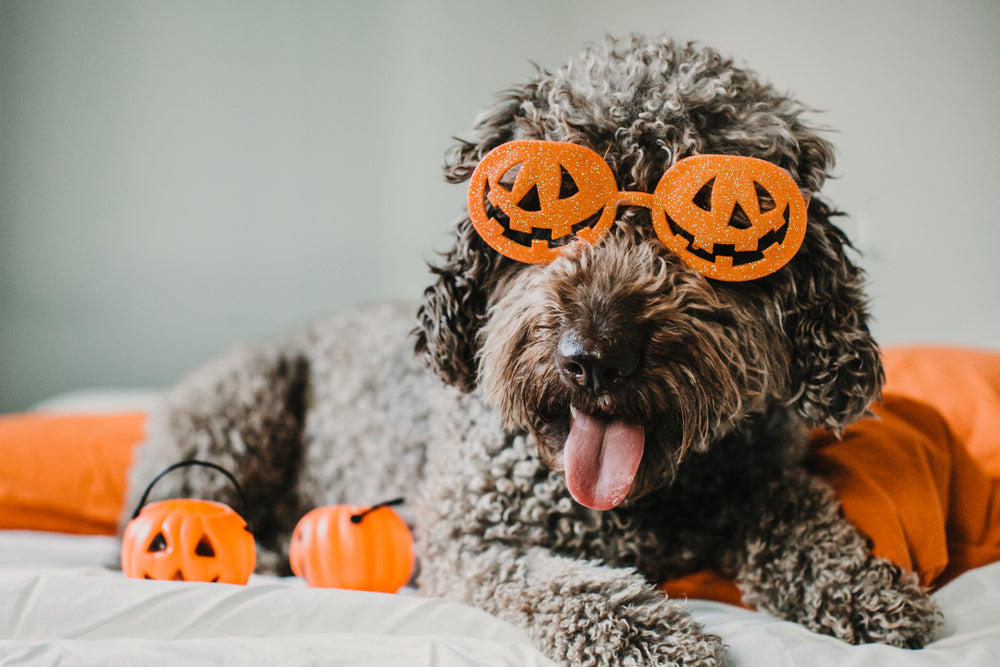 Curly brown dog with pumpkin sunglasses