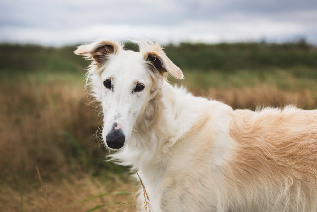 Close up of a Borzoi puppy outdoors