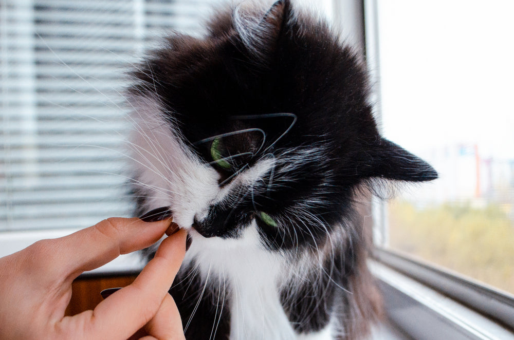 Owner’s hand feeding cat allergy medicine