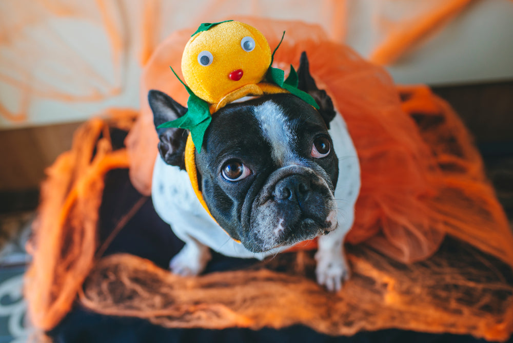 Dog dressed up in orange tutu and pumpkin headband 