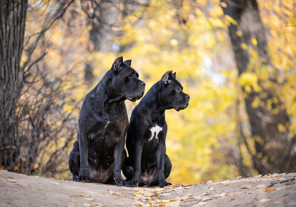 Two Cane Coro dogs sitting next to each other looking away