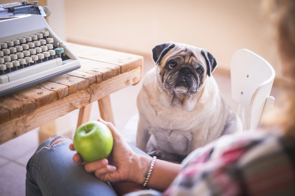 does apples help dog diarrhea