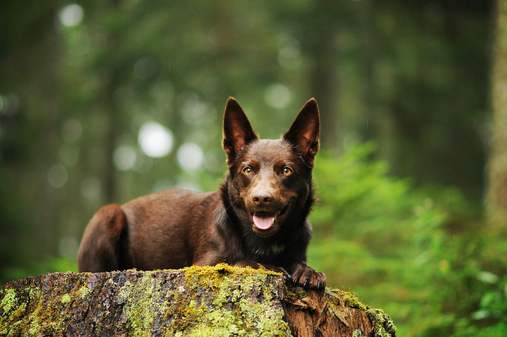 Australian Kelpie with tongue out laying on a tree stump