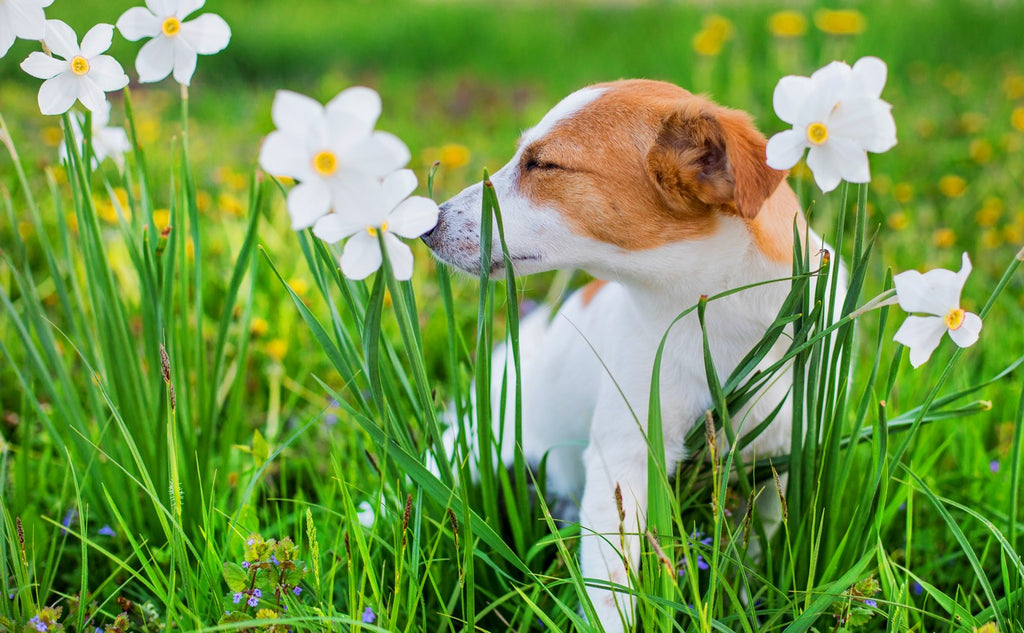 Dog sniffing a flower outside with eyes closed