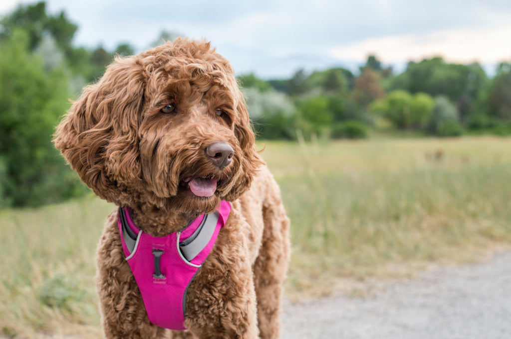Close up of poodle mix wearing a pink harness at the park