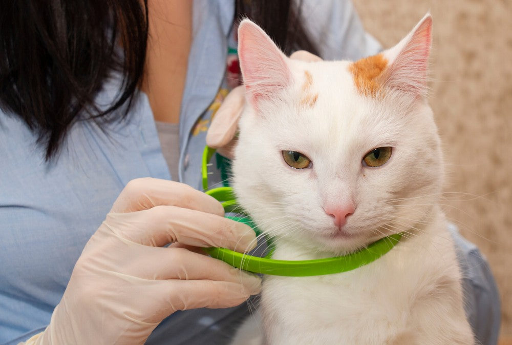 Human putting a flea collar on a cat