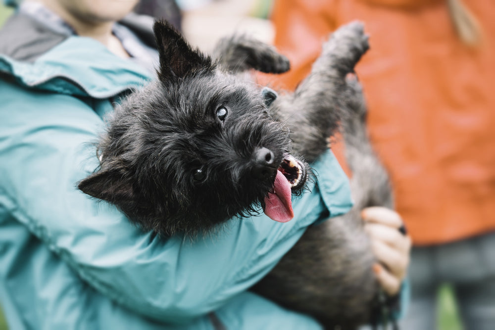 Black Cairn terrier being held by person in a blue rain jacket